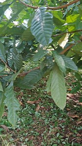 Nag turo uli ng pruning #fyp #cacoa#farming #fyp#TopFans#fertilizer #chocolate#TopFans #followers #share#seeds | CACAO tutorial ni JM