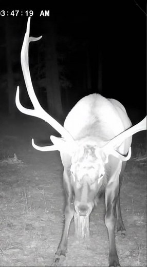 Elk Charges Camera, Instantly Regrets It