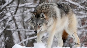 Town on edge after pack of wild wolves stalks outside of elementary school