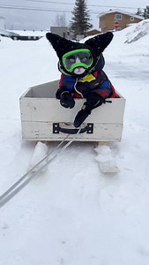 Fitz montage Whatta year! Whats your favourite thing to watch that Fitz enjoys? Any future suggestions? (Besides swimming....) I think Fitz would look adorable in a @piaggiofastforward robot riding down the street ♥️ | Fitzcapades