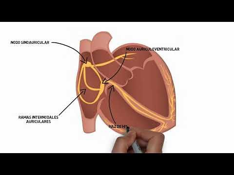 Sistema de conducción cardíaco