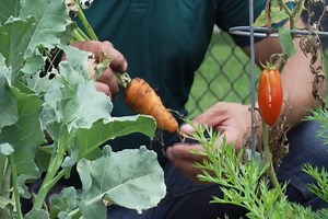 Healthy Living: Tips for Growing Your Own Produce