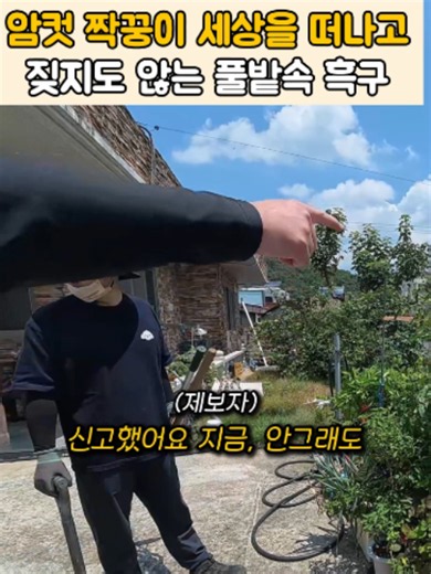 슬픔에 빠진 시골개 흑구를 위한 우체부의 작은 선물 🎁 시청자 여러분, 평생을 의지하던 아내 강아지가 누군가의 학대로 세상을 떠난 후, 깊은 상실감에 짖지도 않고 묵묵히 옛 집터를 지키고 있는 시골개 '흑구'의 사연을 전해드립니다. 🐶🔥 제보를 받고 현장에 도착했을 때, 녀석은 사람 키만큼 무성하게 자란 잡초와 버려진 쓰레기 더미 속에 파묻혀 보이지조차 않았습니다. 녀석의 커다란 덩치 이면에는 한없이 여리고 순한 눈망울이 자리하고 있었습니다. 짝꿍을 잃은 외로움과 공포 속에서, 녀석은 그저 숨죽인 채 하루하루를 버텨내고 있었습니다. 우체부들은 제보자와 함께 거친 풀숲을 헤치며 대대적인 정화 작업에 돌입했습니다. 🛠️ 살인적인 폭염 속에서 끝없는 잡초를 베어낸 끝에 드러난 진실. 녀석의 낡은 집은 비가 오면 물이 고여 그대로 침수되어 버리는 저지대에 방치되어 있었습니다. 우체부들은 즉시 녀석의 거처를 지대가 높고 안전한 곳으로 완전히 이동시켰습니다. 잡초가 자라지 못하도록 땅에