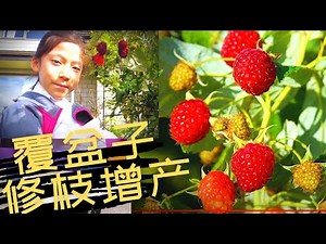 How to prune raspberry correctly in New Zealand