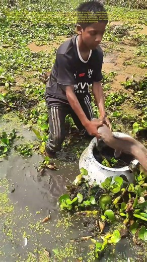 Catching Fish in the Wild: A Glimpse into Traditional Fishing Techniques
