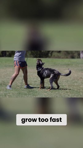 The Surprising Truth About Beauceron Life Expectancy Nobody Tells You