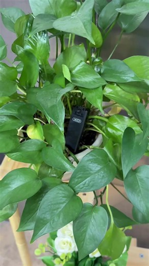 Mini video recorder with motion detection, night vision & built-in mic! 🎥 Perfect for security or on-the-go recording. #MiniCam #BodyCam #NightVisionCam #Security #Camera