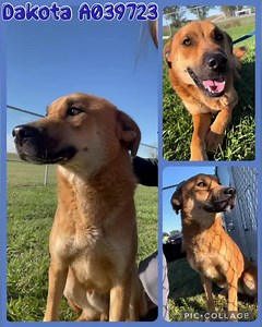 7.2K views · 640 reactions | Dakota was looking GORGEOUS in the...