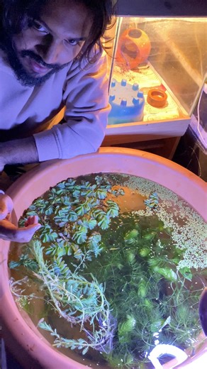 83K views · 1.4K reactions | New Plants for my Fish Pond 華#fish #plants #pondfish | Rafid Hoque Swad | Facebook