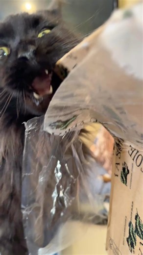 My demonic helper 🐈‍⬛ My plan this week was to start sharing a detailed breakdown of one of my new classes. I decided that an unboxing of the silks would be a great place to start but I did not plan for the help to feature. This is Ermine, also known as Bats 🦇 (because of her epic ears) and she is the youngest of my trio of Maine Coons, she turns 2 in December. My 2 older assistants are not as interested in boxes anymore. I promise the contents of this box will be seen later in the week and we