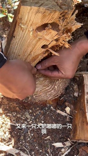 Do you know what the delicacies in the pine tree stumps are#Real Life Sharing Plan#The gif