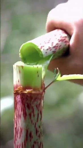 “The Green Invader with a Healing Secret – Meet Reynoutria japonica!”