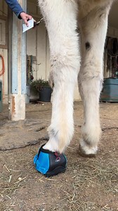 23K views · 304 reactions | Watch me flush an abscess area and get this donkey hoof ready for his new therapeutic booting experience with the new LEB - Donkey specific hoof boot that I helped design! #donkeyboots #donkeyhooves #hoofabscess #laminitis | Megan Hensley | Facebook