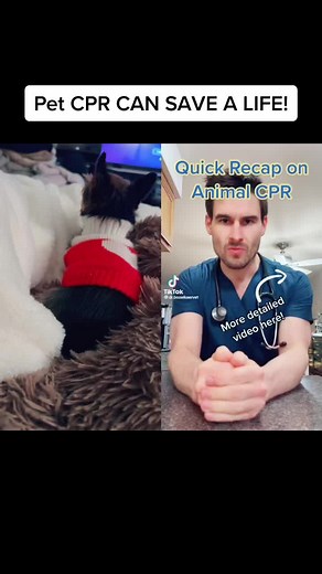 CoCotheTinyDog on TikTok