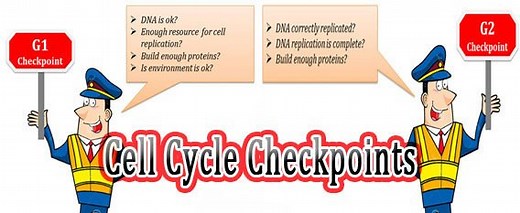 Regulation of Cell Cycle by 3 Checkpoints | EasyBiologyClass