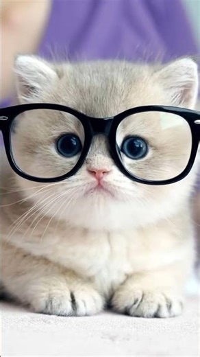 chekan banana🤔 #animation #cute #cat
