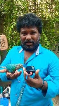 Pineapple Conure, Bird Broadway pet market contact Raghu 9566056224 cocktail For Sale #chennai #pets