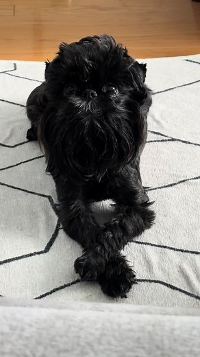 Hendrik Von Griffon on TikTok