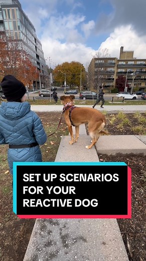 1.8K views · 34 reactions | Set up scenarios  . . #thetiredpooch #instadog #dogs #dogsofcanada #dogsoftoronto #dogtraining #dogtrainer #dogtrainersofinstagram #runyourdognotyourmouth #dogsofinstagram #happydog #obedience #doglover #dogsinthe6ix #ecollartraining #reactivedog #reactivedogsofinstagram #torontodogs #rescuedogsofinstagram #rescuedogs #toronto #balanceddogtraining #puppy #torontobarks #balanceddogtraining #balancedtrainer #dog | The Tired Pooch | Facebook