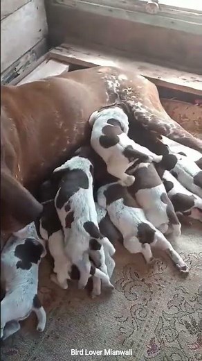 English short hair pointer puppies