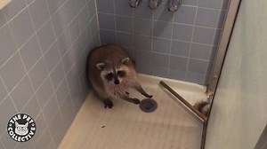 763K views · 15K reactions | What's a raccoon gotta do to have a shower in peace? | The Pet Collective | Facebook