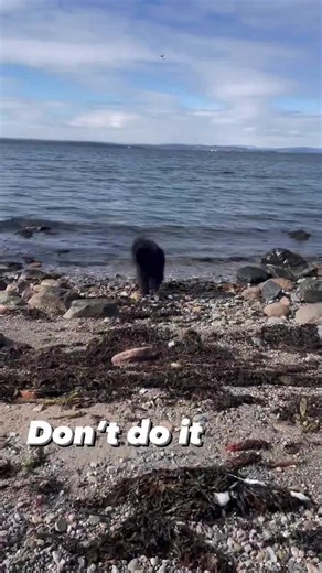 Funny Newfoundland puppy avoids car trunk door every time
