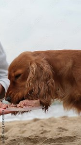 English cocker spaniel getting a treat on the beach. Feeding the dog. Vertical video