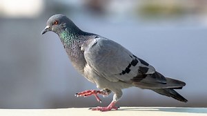 'Mutant Pigeon' Viral Video: Pigeon With Puffed-Out Chest and Giant Legs Spotted, Know If the Footage Is Real or AI Deepfake | 👍 LatestLY