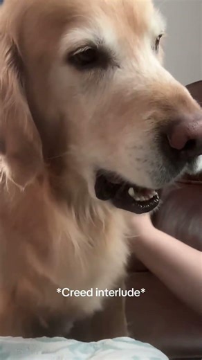 Heads empty, lips flappin #goldenretriever #dogmom