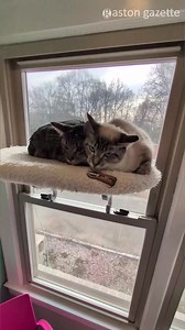 Take a tour of the Whiskerville Kitty Cat Cafe near Mount Holly. | The Gaston Gazette