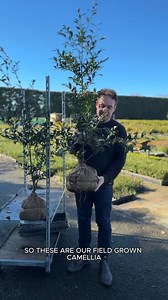 Camellia Early Pearly - grown in the field, wrapped in hessian and ready to transform your space. #theplantstorenz #camellia #camelliaearlypearly #rightplantrightplace | The Plant Store