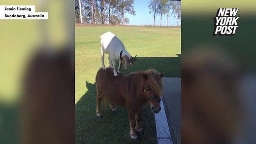 Goat riding on horse’s back is friendship goals