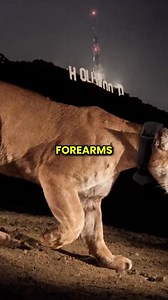 Joe Rogan’s Mountain Lion Encounter | Netherionis