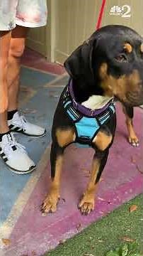 Clear the Shelters at SPCA of Brevard featuring Bro, Limbo and Leo