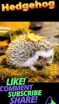 🦔The World of Hedgehogs – Cute, Smart & Unique!🦔