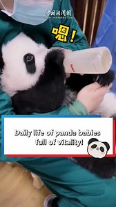 #Panda babies live their days full of energy and joy! Let these adorable cubs brighten your day! #AmazingKids #FunniestVideo | China News 中国新闻网