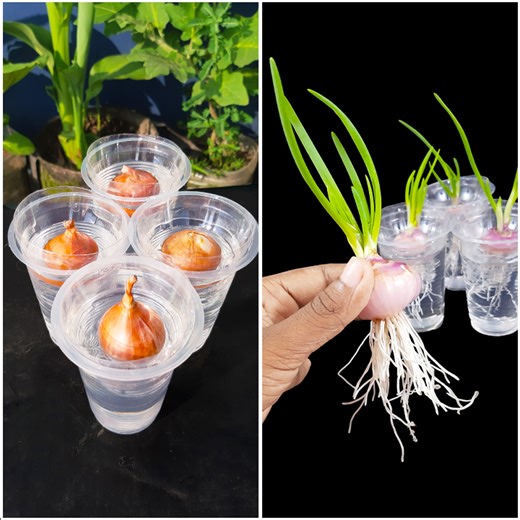 Using water propagation for growing onion plant at home | Tips & tricks in this video | DIY IndoorGarden
