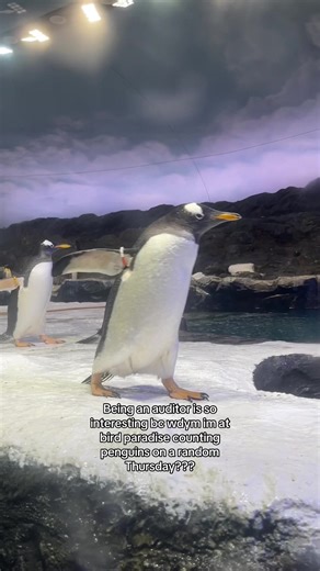 Counting Penguins at Bird Paradise: An Auditor's Day