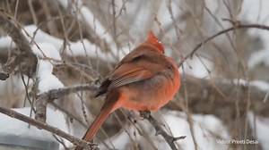 We can protect birds and the places they need thanks to generous friends like you. Give a donation that renews each year to help create a brighter future for birds. Donate by December 31st and your first gift could go twice as far thanks to our special match | National Audubon Society