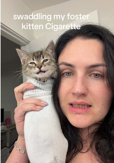 Fostering Kitten
