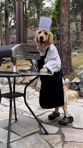 step aside masterchef, this puppy chef isn't here to play! (https://www.instagram.com/cookingwithbadger/) | Tasty