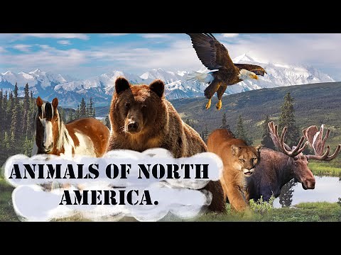 Animals of North America. Voices and sounds