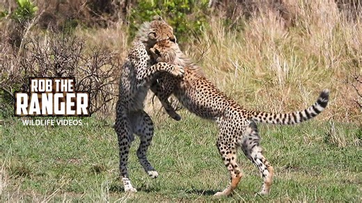 Young cheetah chases mongoose and eland across grassy plains