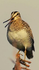 4.5K views · 95 reactions | Latham’s Snipe: Wetland Wanderer ...