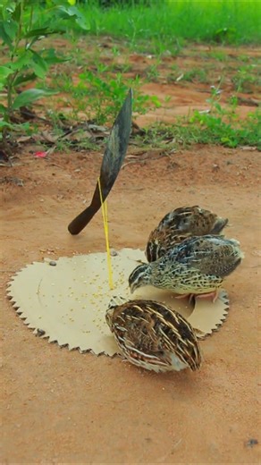 Very good , skilled in designing traps to catch quail quickly #video shorts