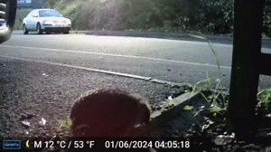 3.3K views · 38 reactions | When the hedgehog switches to 'spike mode,' you know it’s serious! 璉力 Thanks to Stephen Pullen for sending this clip. Share an alternative caption for this video in the comments. #hedgehog #fox | Gloucestershire Wildlife Trust | Facebook