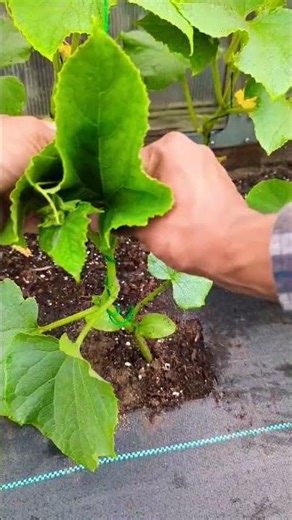 How to tie cucumber plants on a string trellis growing vertically! #shorts