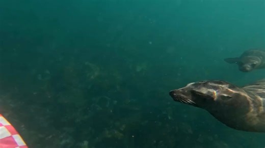 「サーフィンにGoPro必須」って言う理由、またひとつ追加 🦭 #GoProアスリート Pacha Light が #ガラパゴス諸島 でとらえた瞬間。 GoProサーフィングッズはここからチェック 👉 https://gopro.com/ja/jp/shop/activity/surf | GoPro