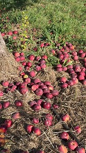 Millones de manzanas se echan a perder cada año en Canadá 🇨🇦🥲 | Canadá Desde Adentro