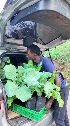 Efficient Vegetable Delivery Service in Thika